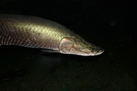 Arapaima gigas • Fish sheet