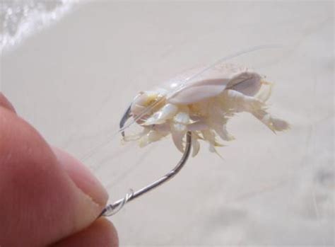 Sand Fleas (Mole Crabs or Sand Crabs) Prime surf fishing bait