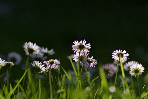 Daisies Grass Meadow - Free photo on Pixabay - Pixabay