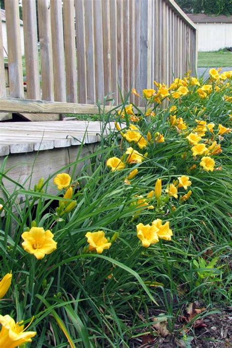 How to Plant and Grow Daylilies: The Ultimate Carefree Perennial