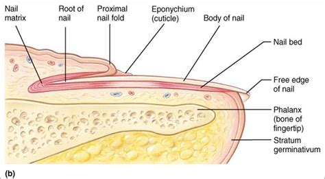 Blank Nail Diagram - Schematic Diagram