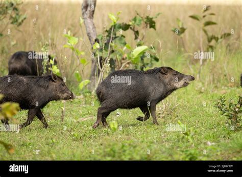 White-Lipped Peccary (Tayassu pecari Stock Photo - Alamy