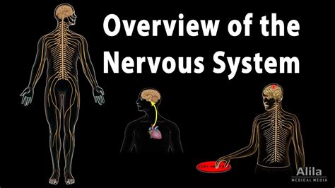 Overview of the Nervous System, Animation - YouTube