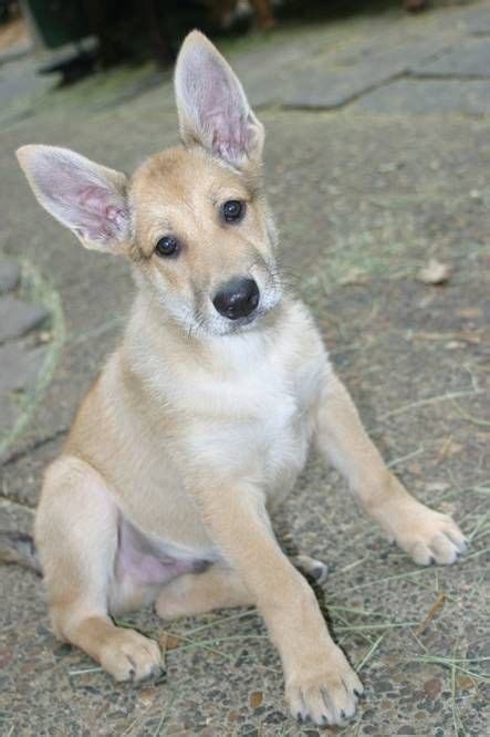 a small dog is sitting on the ground