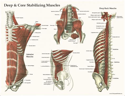 Part I: The Core – Anatomy | Big Sky Multisport Coaching & Personal Training