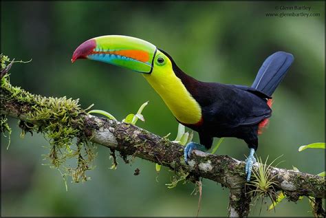 Keel-billed Toucan (Ramphastos sulfuratus) | Keel billed toucan, Most beautiful birds, Beautiful ...