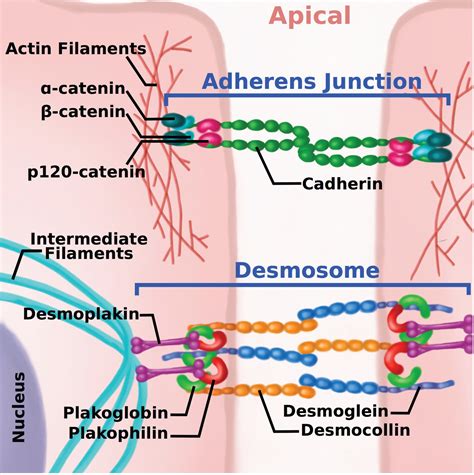 Cadherin tales: Regulation of cadherin function by endocytic membrane trafficking - Cadwell ...