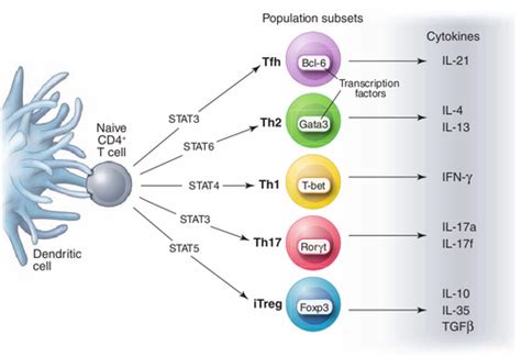 T helper cell - MEpedia