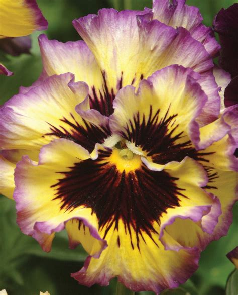 Viola Seeds - Frizzle Sizzle Lemonberry Pansy — Alliance of Native Seedkeepers