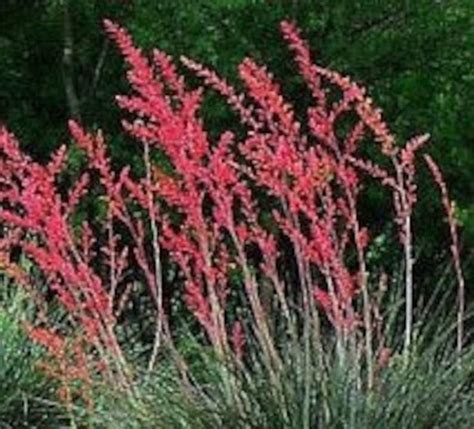 Red Yucca Plant Texas Yucca Hesperaloe Parviflora | Etsy