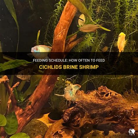 Feeding Schedule: How Often To Feed Cichlids Brine Shrimp | PetShun