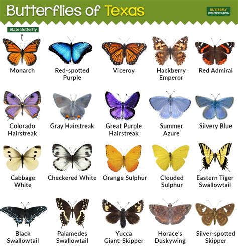 Types of Butterflies in Texas