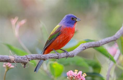 Species Spotlight: Painted Bunting | Audubon South Carolina