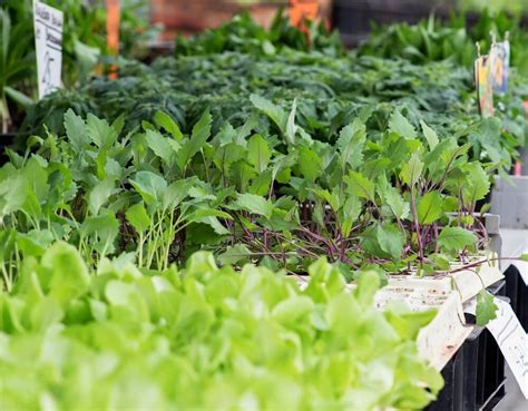 The 10 Most Useful Vegetables to Plant | Pineca.com