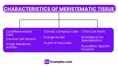 Meristematic Tissue- Definition, Types, Functions, FAQ