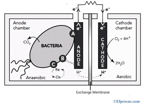 Microbial Fuel Cell : Construction, Types, Components & Its Working