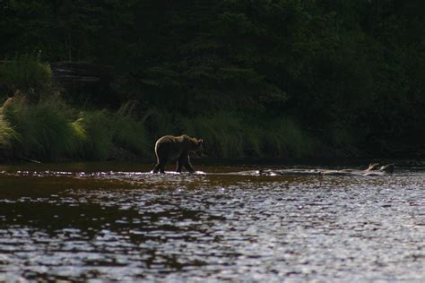 Free Images : nature, swamp, wilderness, river, wildlife, fauna, wetland, habitat, water bird ...