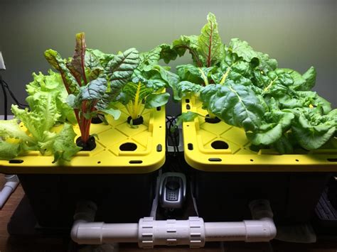 DWC Hydroponics (A Beginners Guide To Deep Water Culture)