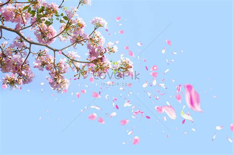 Romantic Cherry Blossoms Falling Down Picture And HD Photos | Free Download On Lovepik