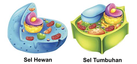 Inilah Perbedaan Sel Hewan dan Sel Tumbuhan – Gramedia Literasi