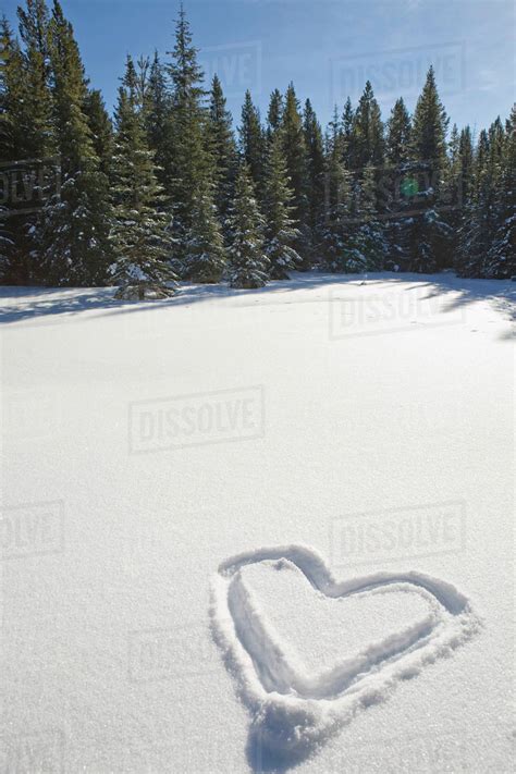 Heart Shape Drawn In Snow Covered Meadow With Evergreen Trees In ...