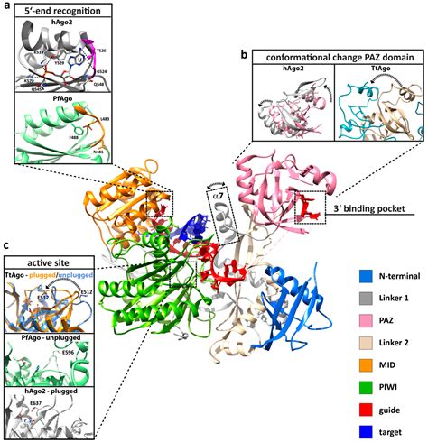 Life | Free Full-Text | A Prokaryotic Twist on Argonaute Function