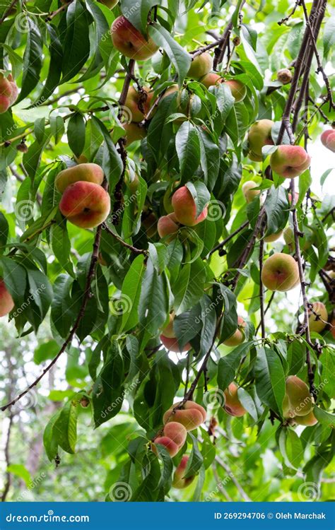 Branches with Donut Peaches and Green Leaves. Peach Tree Stock Photo ...