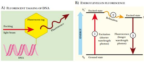 Radioactive Labeling of Nucleic Acids and Autoradiography - Study Solutions