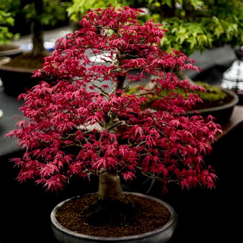 Acer palmatum 'Atropurpureum' (Purple Japanese Maple) 10 Seeds | £2.99 ...