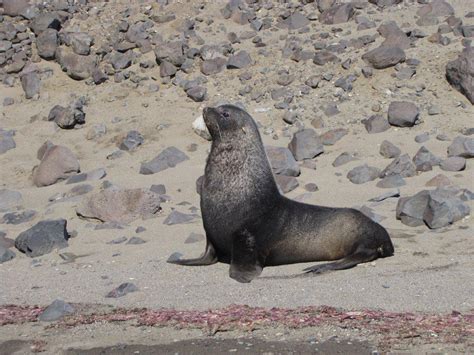 Antarctic Wildlife