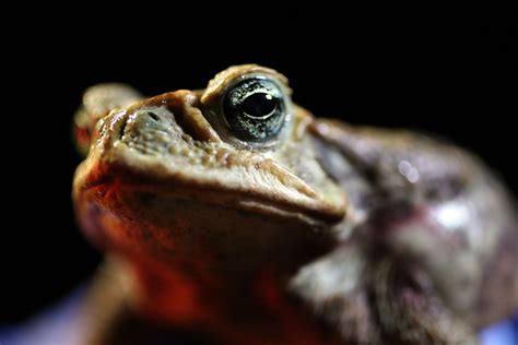 What Is Toad Venom? Effects of Psychedelic Mike Tyson Took Explained