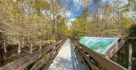 Six Mile Cypress Slough Preserve in Fort Myers | Must Do Visitor Guides