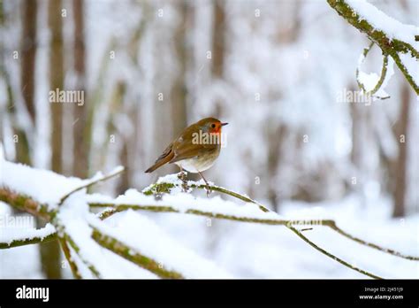 Robin on a snowy branch in the woods Stock Photo - Alamy