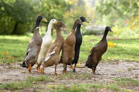 Duck Walking Royalty-Free Images, Stock Photos & Pictures | Shutterstock