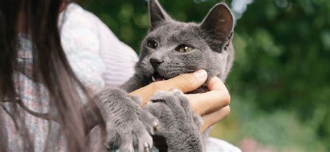 Why is Your Cat Biting You? Cat Attack Reasons Explained – mypetguru.com