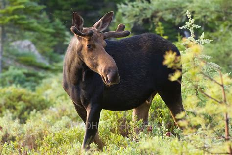 Young Male Moose with velvet bulb antlers | Johnna Haskell Photography