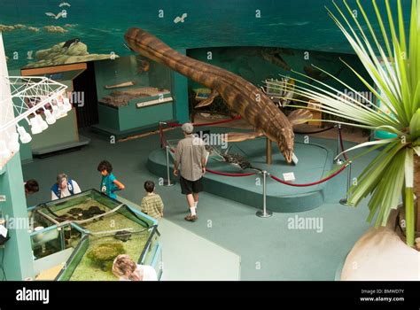 Dinosaur Exhibit Museum of Natural History & Science Albuquerque New Mexico USA Stock Photo - Alamy