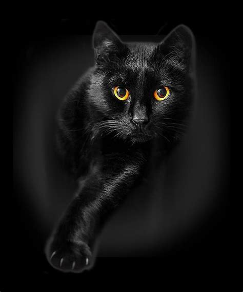 Black Cat Yellow Eyes Cats Tee Shirt Gifts Digital Art by Shannon Nelson Art | Fine Art America