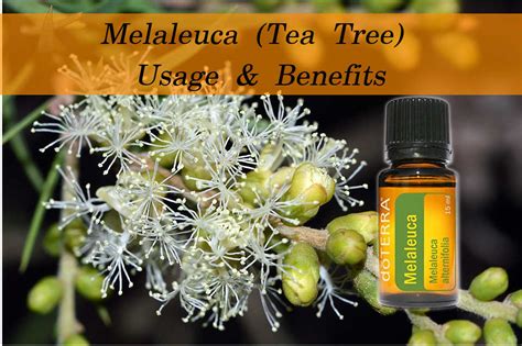 Melaleuca Oil is one of the most widely used and researched essential oils.