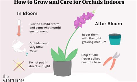 Quick orchid care guide - Complete Gardering