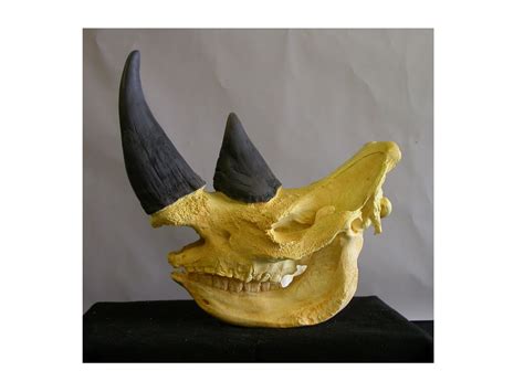 White Rhinoceros Skull Replica - SkeletonsAndSkullsSuperstore