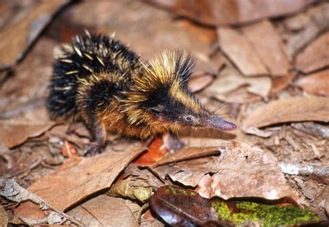 Let's do Some Zoology! - Lowland Streaked Tenrec (Hemicentetes...