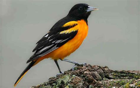 Animal You: Baltimore Oriole