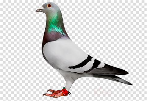 Pigeon clipart racing pigeon, Pigeon racing pigeon Transparent FREE for download on ...