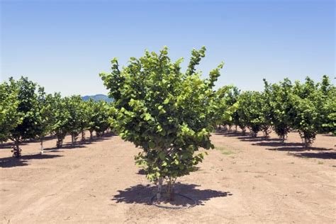 Hazelnut Tree Growing Requirements, Maintenance, & More