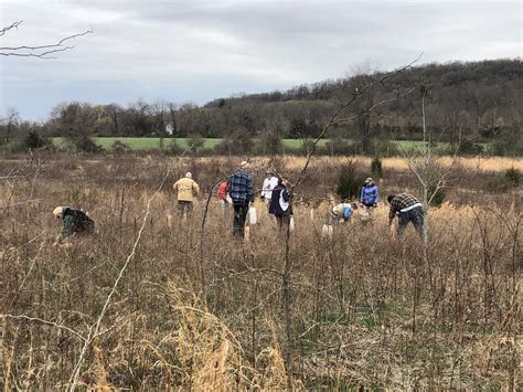 American Chestnut Restoration – FoHVOS.org