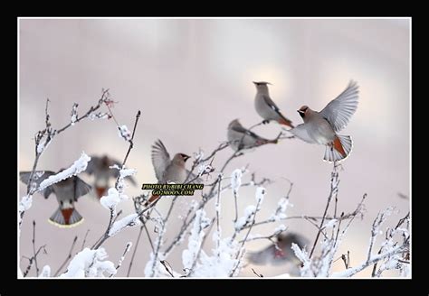 Bohemian Waxwing in Winter