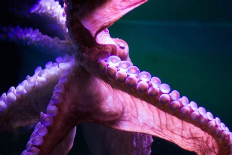 10 Octopus Adaptations (Evolutionary Secrets!) – Fauna Facts