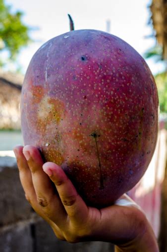 Very Big Mango Fruit Stock Photo - Download Image Now - iStock