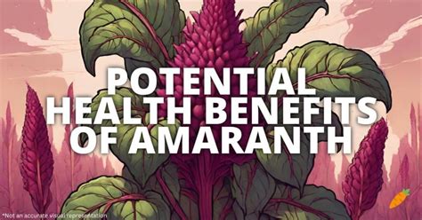 Potential Health Benefits Of Amaranth